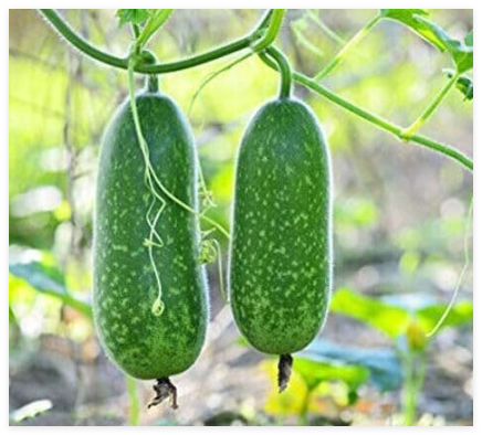 Organic Hairy Skin Gourd Seeds - BÍ ĐAO Chanh