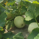 Golden Thread Squash Seeds – Early Maturing & High Yielding, Easy to Grow, Sweet & Fragrant Flavor