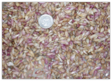 100+ Garlic Bulbils (Not Bulbs), Romanian Red