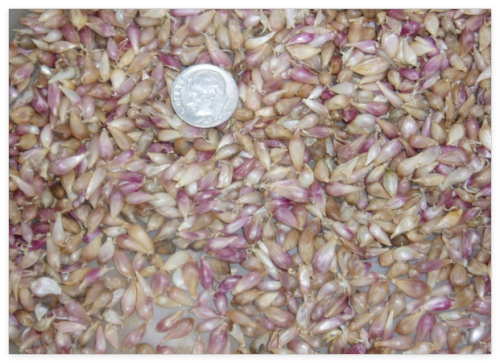 100+ Garlic Bulbils (Not Bulbs), Romanian Red