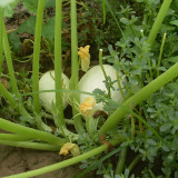 Golden Thread Squash Seeds – Early Maturing & High Yielding, Easy to Grow, Sweet & Fragrant Flavor