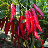Extra Spicy 'La Mei Zi' Pepper Seeds – Early Maturing, Disease Resistant, Thin Skin, High Yield, Multi-Purpose