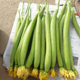 Jiamei 60 Long Sponge Gourd Seeds | Early-Maturing, High-Yield for Greenhouse & Open Field
