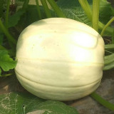 Golden Thread Squash Seeds – Early Maturing & High Yielding, Easy to Grow, Sweet & Fragrant Flavor