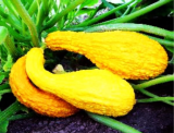 Crooked Neck Summer Squash Seeds