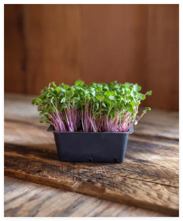 Radish Blend Microgreens Mix Non-GMO Heirloom Seeds