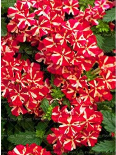 Rare Verbena Seed Plants,Verbena Hortensis,Verbena Hybrida Seed Flower Plant Home Garden Flower Plants - (Color: 3)