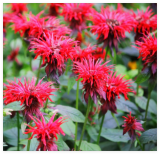 Scarlet Bee Balm Seeds, Easy Grow & Pollinator Friendly Monarda