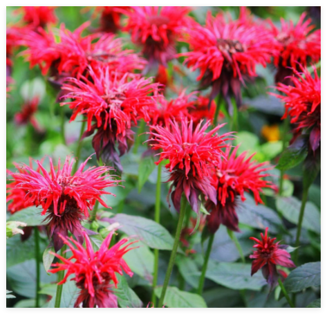 Scarlet Bee Balm Seeds, Easy Grow & Pollinator Friendly Monarda