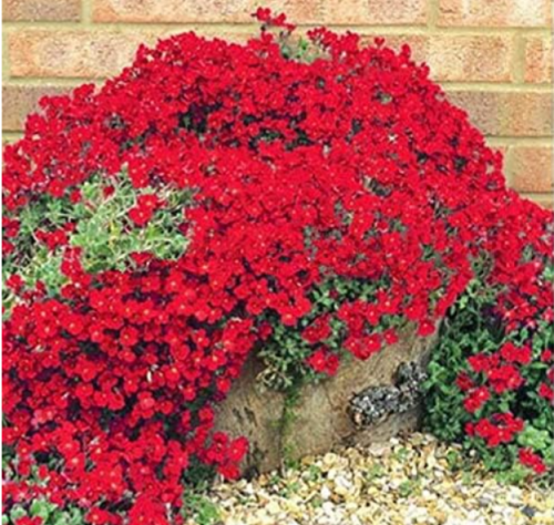 Creeping Thyme Bonsai, Rare Color Rock CRESS Plant Perennial Ground Cover Flower (Color: Colour A3)