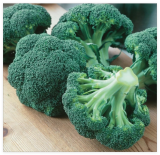 Green Magic Broccoli Seeds / Non-GMO