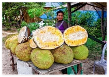 Fresh Jackfruit Seed Tropical Rare Giant Seed (Color: 11)