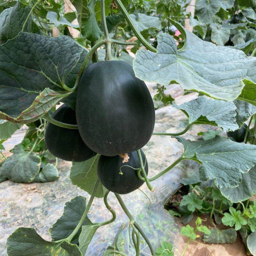 Sweet Mealy Black Skin Melon Seeds – Rare Variety, High Yield, Easy to Grow, Perfect Cooling Summer Treat for All Ages