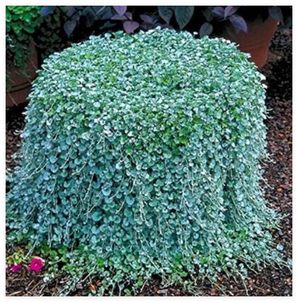 Dichondra plantas Seeds, Dichondra Repens lawn Seed money grass hanging decorative garden plants do flower