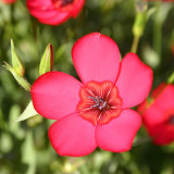 Hezhichun Scarlet Flax Seeds – Linum grandiflorum | Upright Graceful Plant for Flower Beds, Spring & Autumn Planting