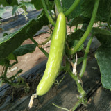 Crispy Jade Fruit Cucumber Seeds - High-Yield, Easy to Grow, Continuous Fruiting, Ideal for Home Gardening