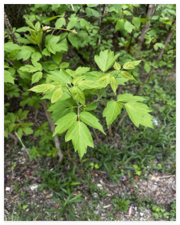 Acer Negundo Seeds Manitoba Maple, Boxelder Maple, Michigan Ecotype