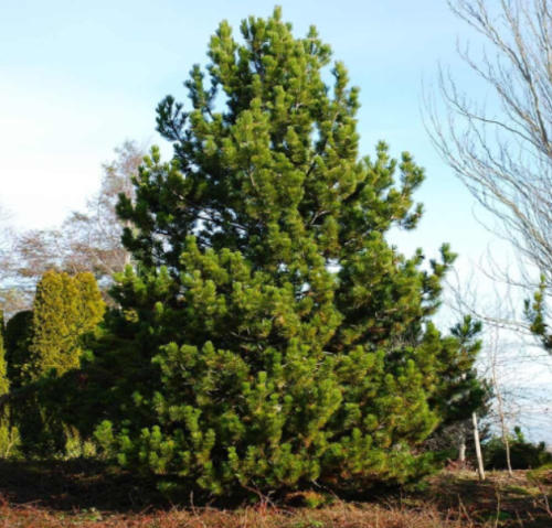 Austrian Pine Tree Seeds – Pinus nigra Evergreen Conifer