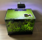 Live Duckweed Aquatic Plants – Tracked