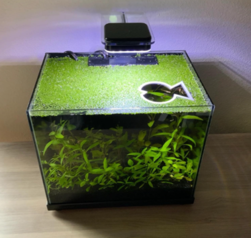 Live Duckweed Aquatic Plants – Tracked