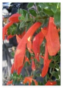 Nematanthus wettsteinii Seeds - (Color: 2)