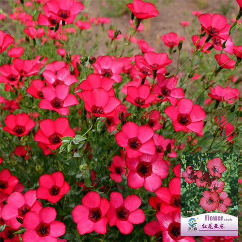 Hezhichun Scarlet Flax Seeds – Linum grandiflorum | Upright Graceful Plant for Flower Beds, Spring & Autumn Planting