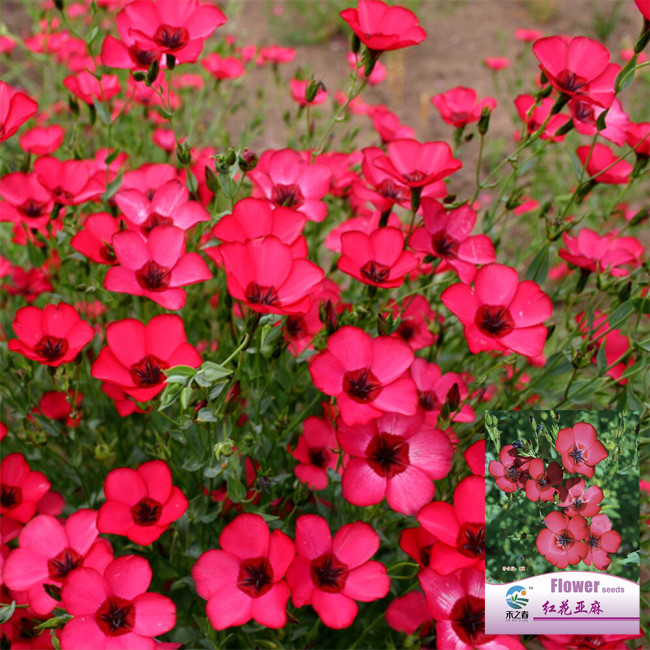 Hezhichun Scarlet Flax Seeds – Linum grandiflorum | Upright Graceful Plant for Flower Beds, Spring & Autumn Planting
