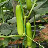Crispy Jade Fruit Cucumber Seeds - High-Yield, Easy to Grow, Continuous Fruiting, Ideal for Home Gardening