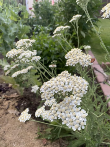 White Common Yarrow Herb Seeds, Achillea millefolium Good for Lawn & Turf