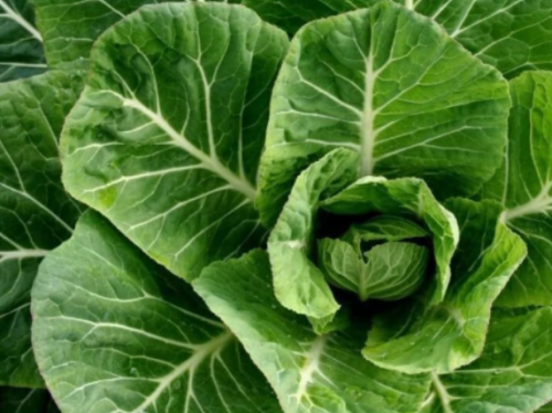 Collard Green Seeds forPlanting Georgia Collard Greens Hi Yield Great Taste