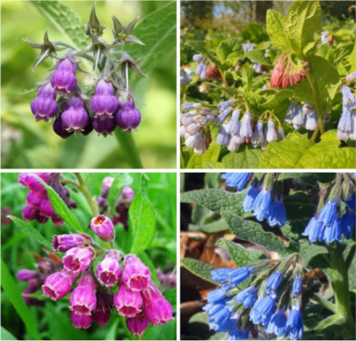 Symphytum Officinale Comfrey Seeds - Non-GMO Heirloom Fresh Garden Seeds