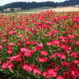 Hezhichun Scarlet Flax Seeds – Linum grandiflorum | Upright Graceful Plant for Flower Beds, Spring & Autumn Planting