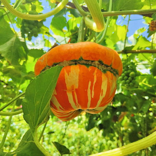 Censer Squash Seeds – Easy to Grow and Manage, Good Storage & Transport Tolerance, Both Ornamental and Edible