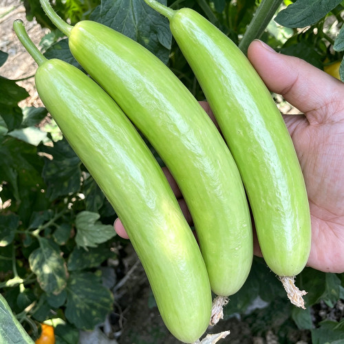 Crispy Jade Fruit Cucumber Seeds - High-Yield, Easy to Grow, Continuous Fruiting, Ideal for Home Gardening
