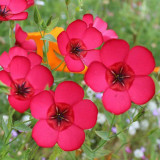 Hezhichun Scarlet Flax Seeds – Linum grandiflorum | Upright Graceful Plant for Flower Beds, Spring & Autumn Planting