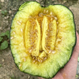 Sweet Mealy Black Skin Melon Seeds – Rare Variety, High Yield, Easy to Grow, Perfect Cooling Summer Treat for All Ages