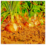 Yellow Sweet Spanish Onion Seeds Long Day Organic Summer Vegetable Garden