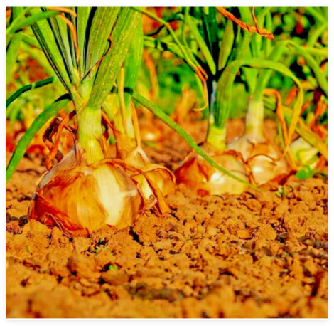 Yellow Sweet Spanish Onion Seeds Long Day Organic Summer Vegetable Garden