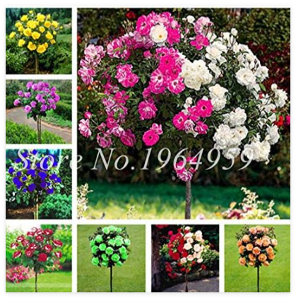 Climbing Plants Polyantha Rose Multicolor Outdoor Chinese Flower Seeds (Color: 12)