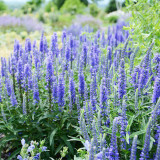 Hezhichun Spiked Speedwell Seeds | Perennial Blue Flower Spikes, Easy to Maintain for Landscape Planting