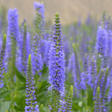 Hezhichun Spiked Speedwell Seeds | Perennial Blue Flower Spikes, Easy to Maintain for Landscape Planting