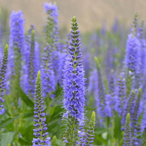 Hezhichun Spiked Speedwell Seeds | Perennial Blue Flower Spikes, Easy to Maintain for Landscape Planting