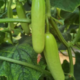Crispy Jade Fruit Cucumber Seeds - High-Yield, Easy to Grow, Continuous Fruiting, Ideal for Home Gardening