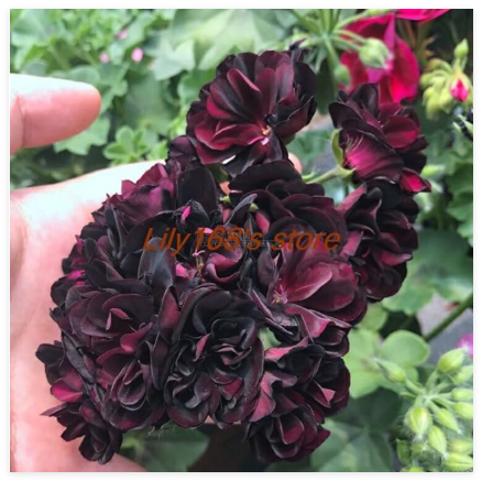 Salerare Red Black Rose Geranium Seed, Perennial Flowers Plants Peltatum Pelargonium Seed for Indoor Rooms