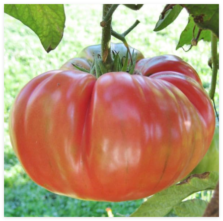 Tomato Brandywine Pink Beefsteak Heirloom Indeterminate Non-GMO Seeds