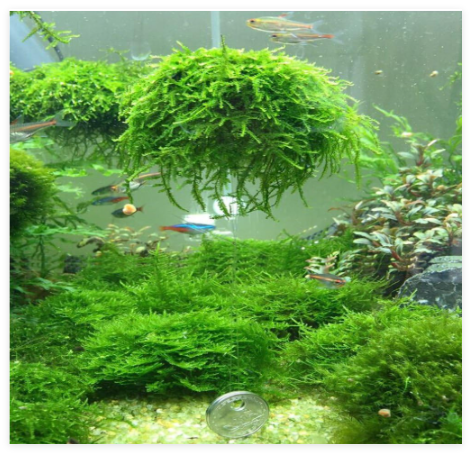 5cm Aquarium Fish Tank Media Moss Ball Live Plant Filter Filtration Decor Funny