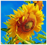 Mammoth Russian Grey Stripe Sunflower Seeds