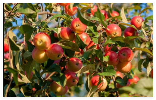 Siberian Crab Apple (Malus baccata) Edible | Seed