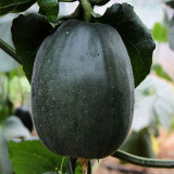 Sweet Mealy Black Skin Melon Seeds – Rare Variety, High Yield, Easy to Grow, Perfect Cooling Summer Treat for All Ages