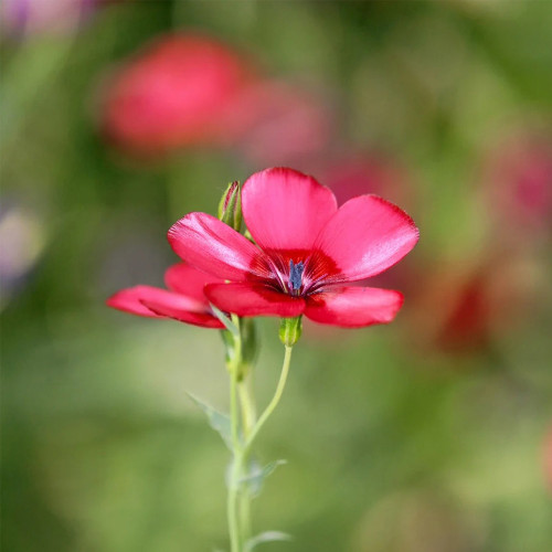 Hezhichun Scarlet Flax Seeds – Linum grandiflorum | Upright Graceful Plant for Flower Beds, Spring & Autumn Planting